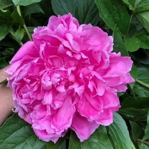 Meet your Posher, Daniela